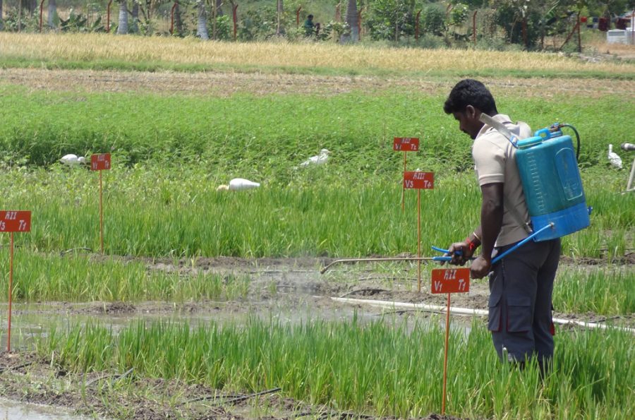 71.Foliar spray @ Aerobic Rice field 71.Foliar spray @ Aerobic Rice field
